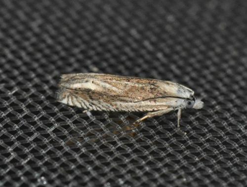 Eucosma albidulana